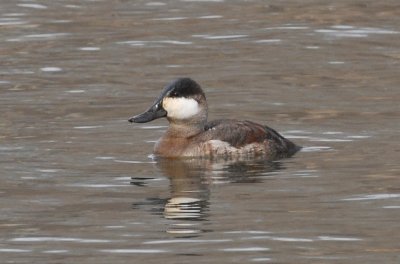 Ruddy Duck m.