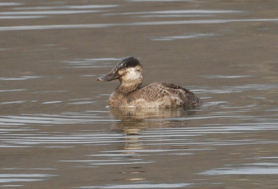 Ruddy Duck f.