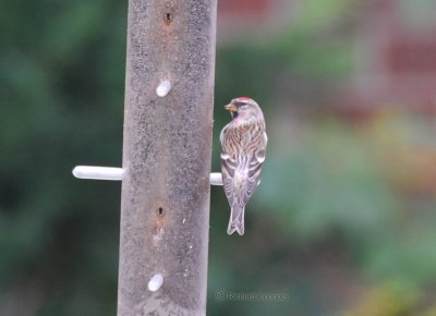 Common Redpoll