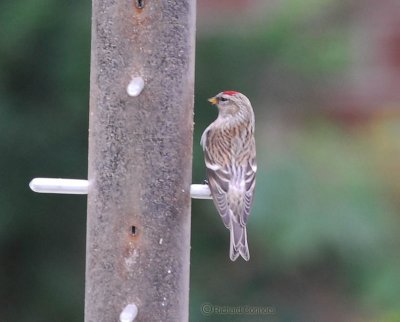 redpoll 007 copyC.jpg