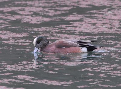 Am. Wigeon m.