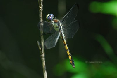 Great Blue Skimmer female