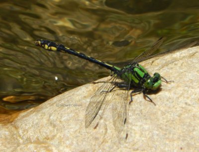 Maine Snaketail (Ophiogomphus mainensis)