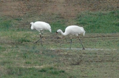 Whooping Cranes