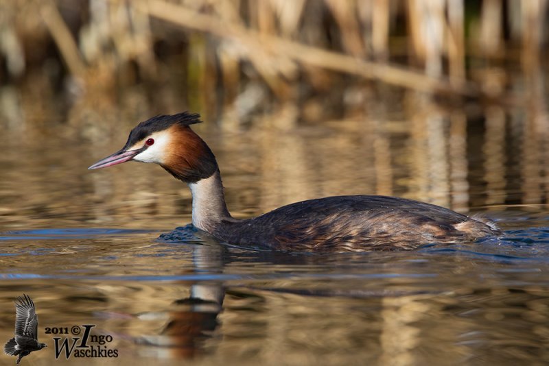 Adult Great Crested Grebe (ssp. cristatus ) in breeding plumage