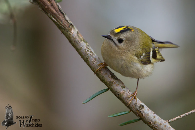 Adult Goldcrest (ssp.  regulus , probably male)