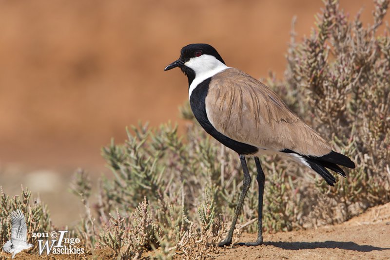 Adult Spur-winged Lapwing