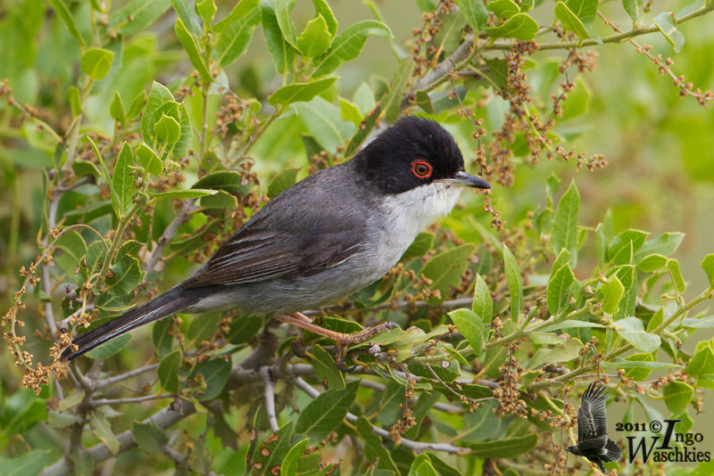 Adult male Sardinian Warbler (ssp.  melanocephala )