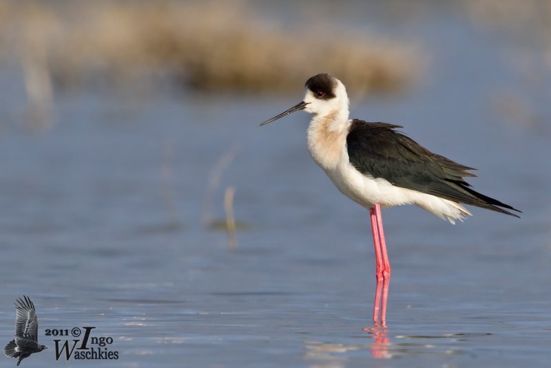 Adult male Black-winged Stilt