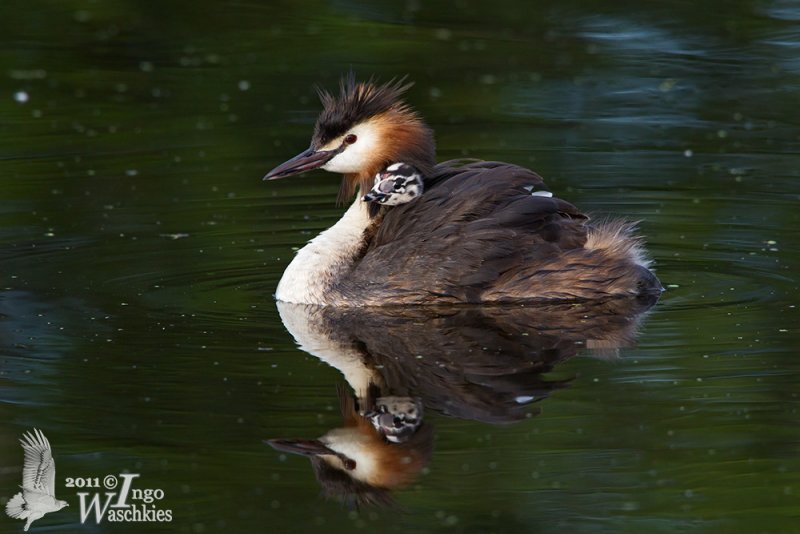 Adult Great Crested Grebe (ssp. cristatus ) with chick