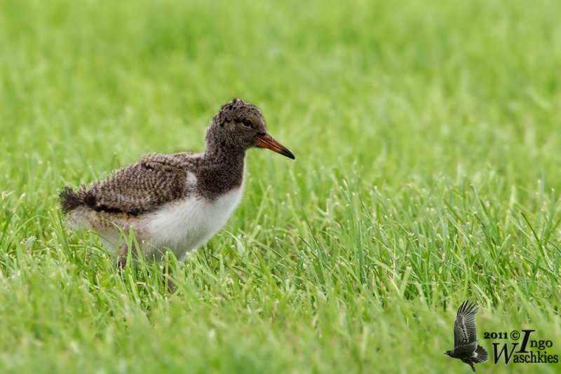 Juvenile Eurasian Oystercatcher (ssp. ostralegus , downy chick)