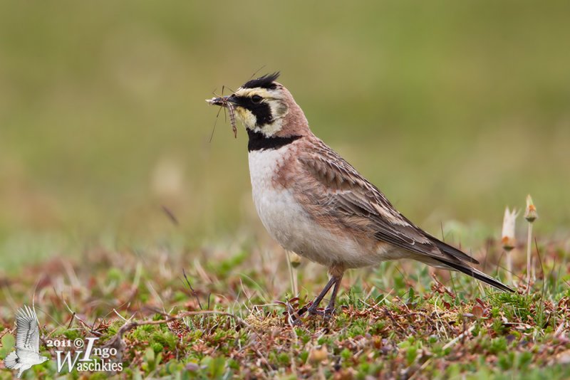 Adult male Horned Lark (ssp.  flava )