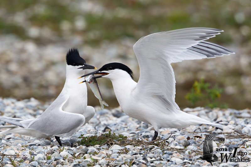 Adult Sandwich Terns in breeding plumage