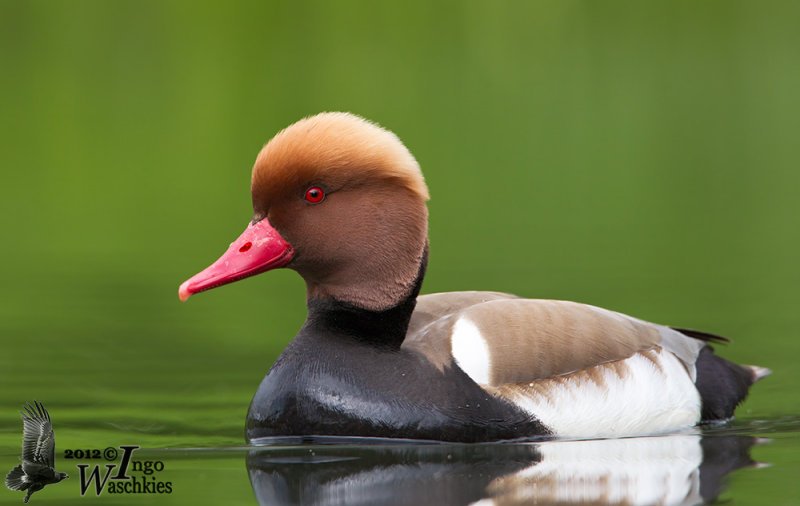 Adult male Red-crested Pochard in breeding plumage