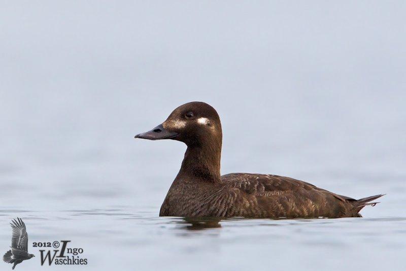 Adult female Velvet Scoter