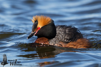 Adult Horned Grebe