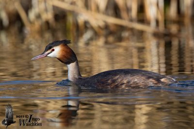 Adult Great Crested Grebe (ssp.  cristatus ) in breeding plumage