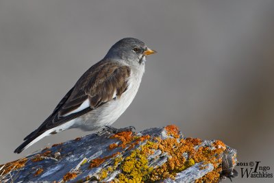 Adult White-winged Snowfinch (ssp.  nivalis ) in non-breeding plumage