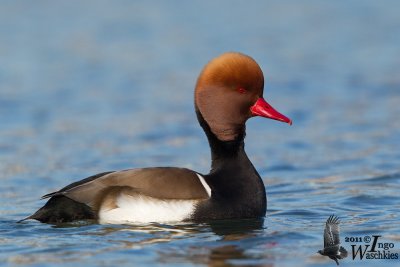 Adult male Red-crested Pochard in breeding plumage