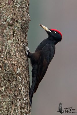 Adult male Black Woodpecker (ssp.  martius )