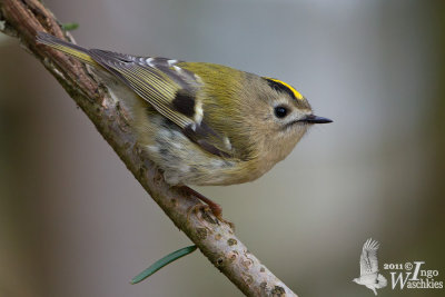 Adult Goldcrest (ssp.  regulus , probably male)