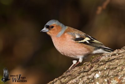 Adult male Common Chaffinch (ssp.  coelebs ) in breeding plumage