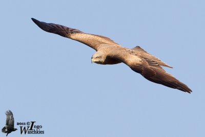 Adult Black Kite (ssp.  migrans )