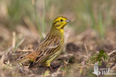 Adult male Yellowhammer (ssp.  citrinella )