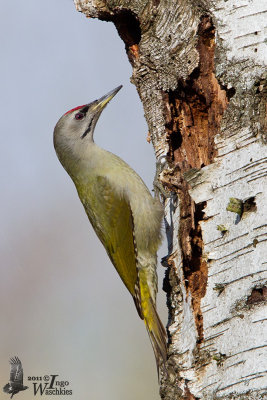 Adult male Grey-headed Woodpecker (ssp.  canus )