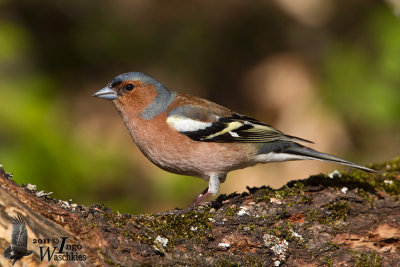 Adult male Common Chaffinch (ssp.  coelebs )