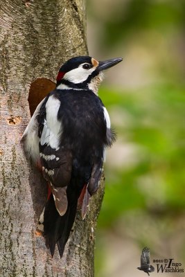 Adult male Great Spotted Woodpecker (ssp.  pinetorum )
