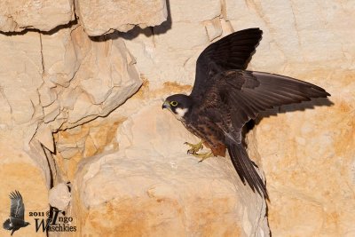 Adult Eleonora's Falcon (light morph)