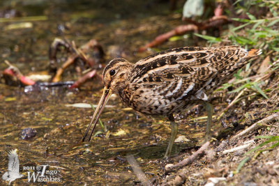 Adult Great Snipe