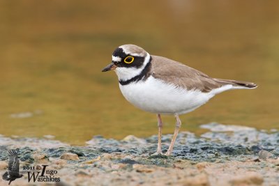 Adult male Little Ringed Plover  (ssp.  curonicus ) 