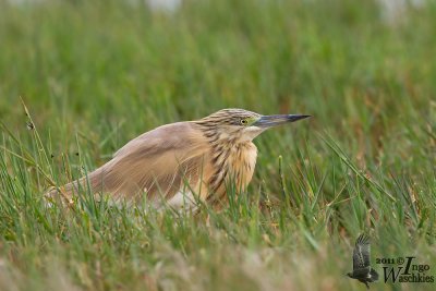 Squacco Heron (Ardeola ralloides)