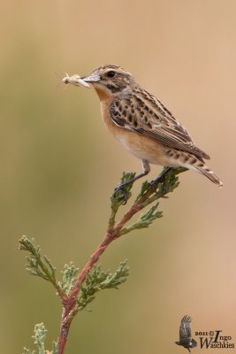 Adult female Whinchat