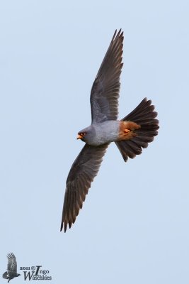 Adult male Red-footed Falcon