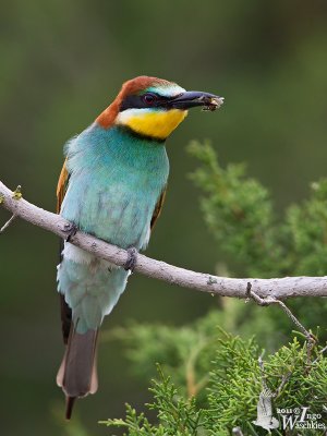 Adult European Bee-eater