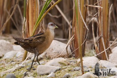 Little Crake (Porzana parva)