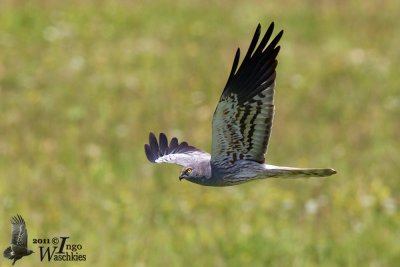 Immature male Montagu's Harrier (2nd cy)