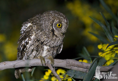 Adult Eurasian Scops Owl (ssp.  cyprius )