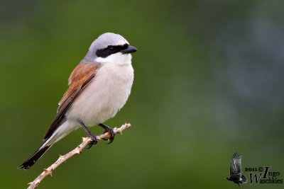 Adult male Red-backed Shrike