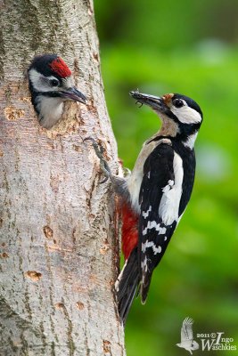 Adult female Great Spotted Woodpecker at nest