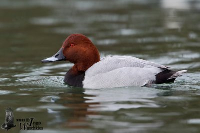 Adult male Common Pochard