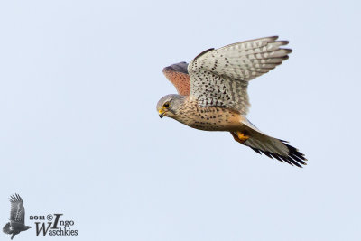 Adult male Common Kestrel (ssp. tinnunculus)