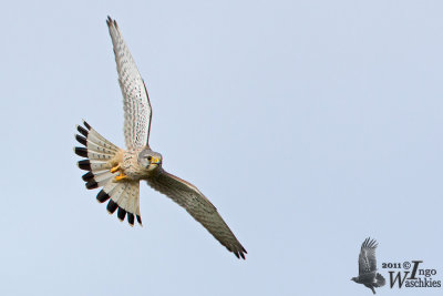 Adult male Common Kestrel (ssp. tinnunculus)