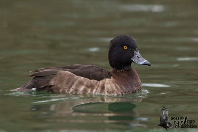 Adult female Tufted Duck