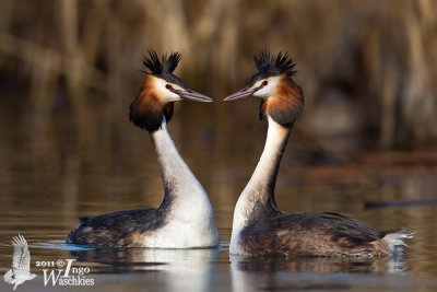 Great Crested Grebes (ssp.  cristatus ) displaying