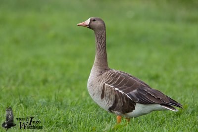Adult Greater White-fronted Goose (ssp.   albifrons )