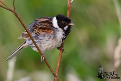 Adult male Common Reed Bunting in breeding plumage